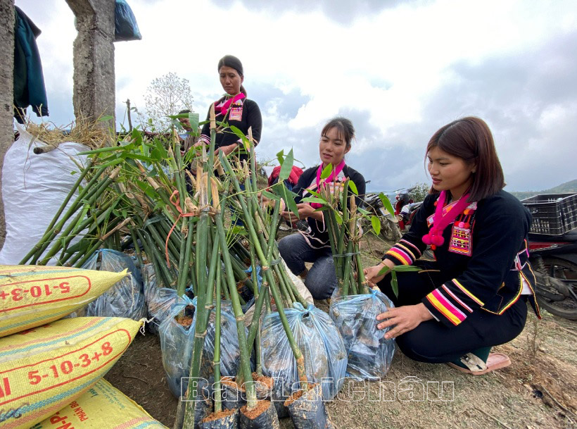 Di chuyển chặng đường xa nhưng toàn bộ số tre Bát Độ đều được người dân bản Hồ Thầu vận chuyển đến nơi trồng an toàn.